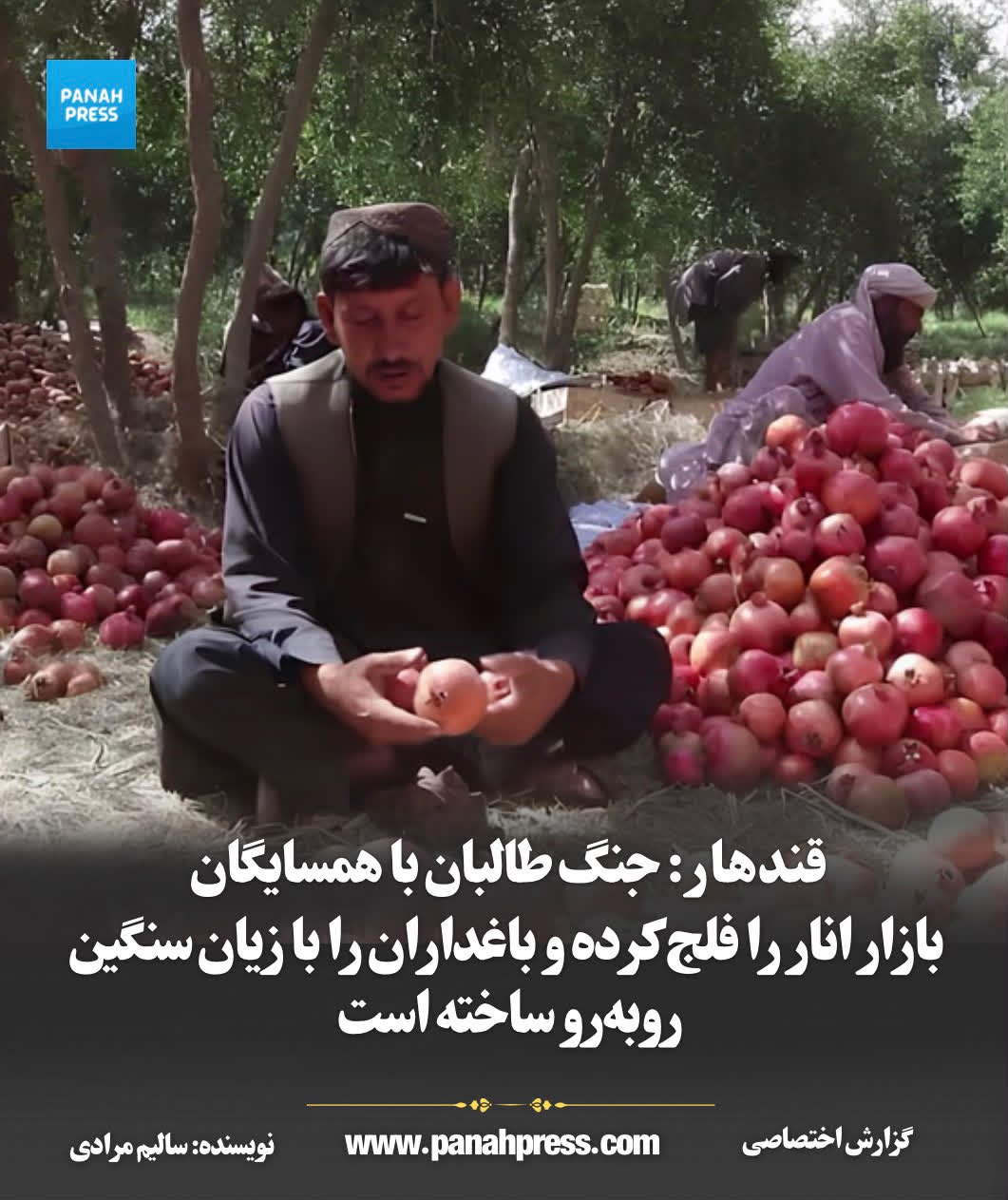 Kandahar: Taliban’s Conflict with Neighbors Paralyzes Pomegranate Market, Leaving Growers Facing Heavy Losses