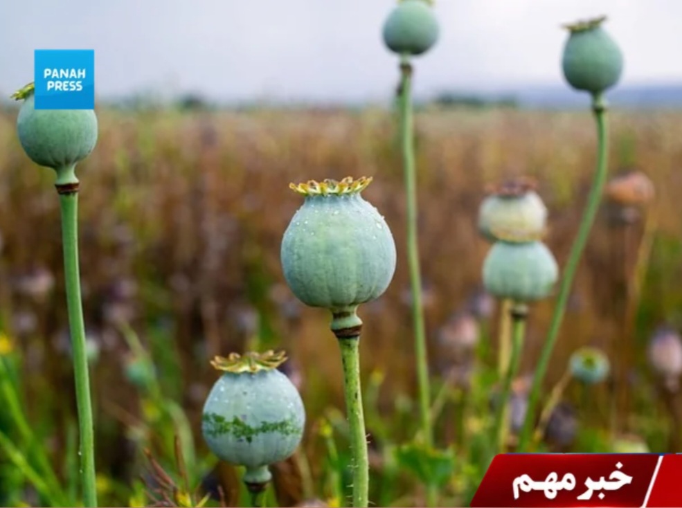 Opium Poppy Cultivation in Afghanistan Rises by 325%, Reaching More Than 43,000 Hectares